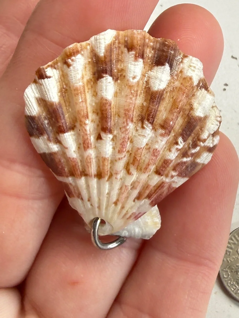 New! Natural Folded Scallops Pre Drilled Holes DIY Jewelry Making Crafting Lot